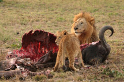 Male Lion and Cub Chitwa South Africa Luca Galuzzi 2004