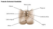 Illu female genitalia