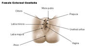 Illu female genitalia.jpg