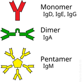 Some antibodies form complexes that bind to multiple antigen molecules.