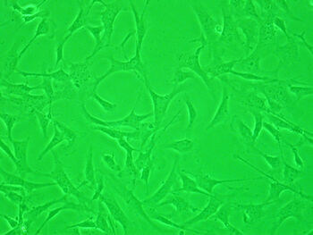 Mouse Embryo Fibroblasts