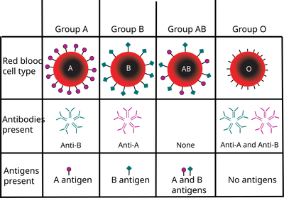 The Blood Typing Game - about blood groups, blood typing and blood  transfusions