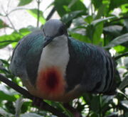 Bleeding Heart Pigeon