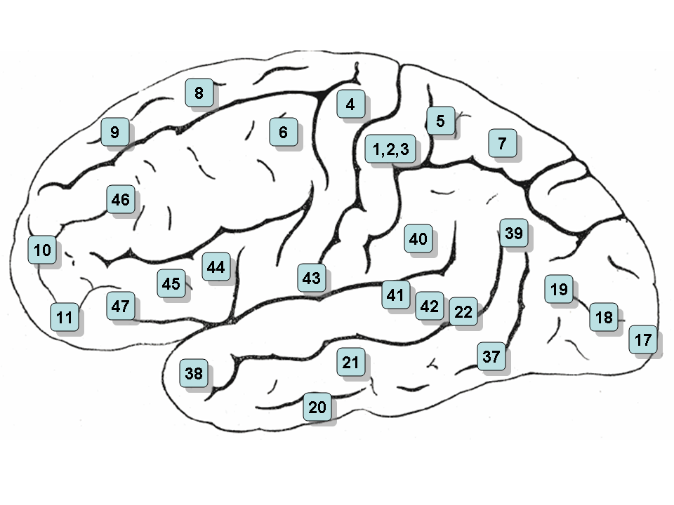 Brodmann Areas Psychology Wiki Fandom