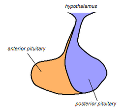 Pituitary gland