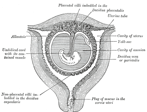 amniotic sac diagram