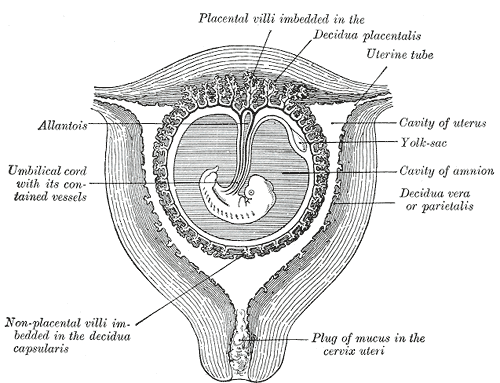 Leaking Amniotic Fluid, Oligohydramnios, and Birth Injury