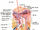 Meissner's corpuscles