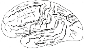 transverse temporal sulcus