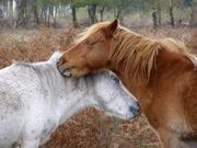 Mutually grooming ponies new forest