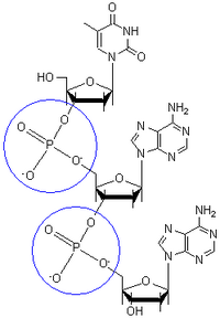 PhosphodiesterBondDiagram