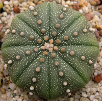 Astrophytum asterias1