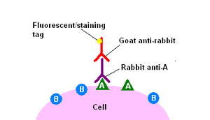 Immunohistochemicalstaining2