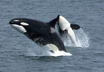 Killerwhales jumping