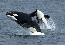 Killerwhales jumping