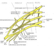 Brachial plexus