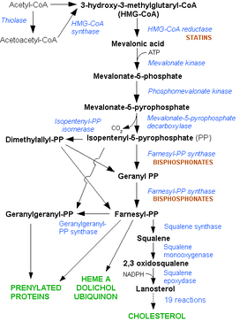 HMG-CoA reductase pathway