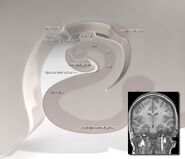 Diagram of the humanhippocampus