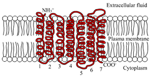 7TM receptor