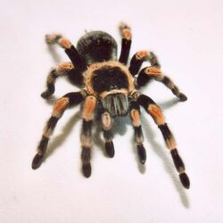 Brachypelma Smithii