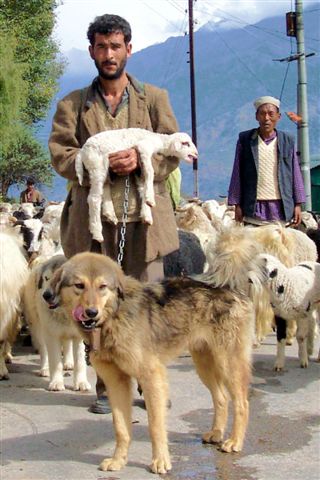 Animal domestication | Psychology Wiki | Fandom