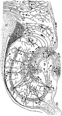 CajalHippocampus