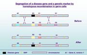 Disease gene segregation