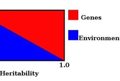 Mental chronometry - Wikipedia