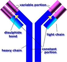 Antibody