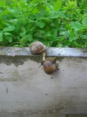 Snail mating