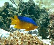 Cocoa damselfish