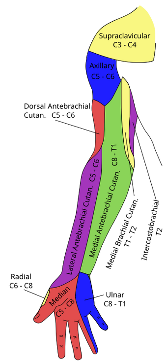 Medial cutaneous nerve of arm | Psychology Wiki | Fandom Medial cutaneous nerve of arm | Psychology Wiki | Fandom