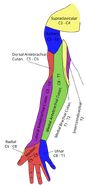 Diagram of segmental distribution of the cutaneous nerves of the right upper extremity. Anterior view.