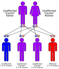 Autorecessive