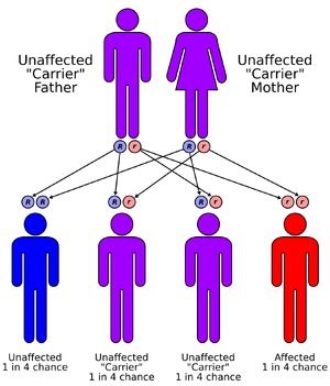 Autorecessive