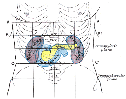 File:Breast quadrants.svg - Wikimedia Commons