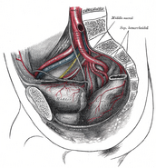 The arteries of the pelvis.