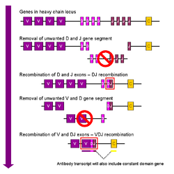 VDJ recombination