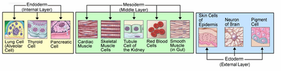 Germ layers