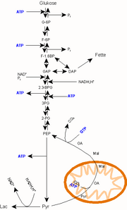 Gluconeogenese Diagramm