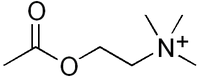 Estructura química de la acetilcolina