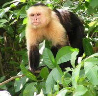 White-headed Capuchin (Cebus capucinus)