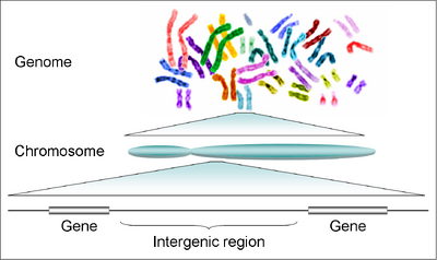 Human genome to genes