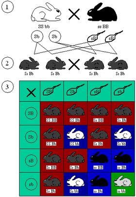 Mendelian inheritance 9 3 3 1