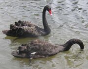 Black.swans.slimb