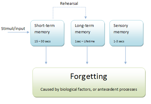 Atkinson Shiffrin memory model Psychology Wiki Fandom