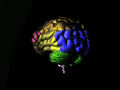 Brain animated color nevit