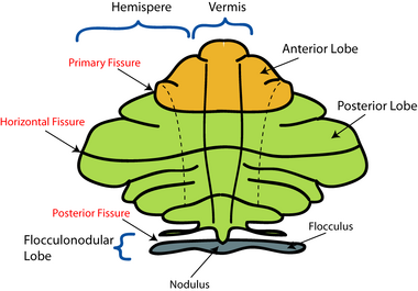 CerebellumDiv