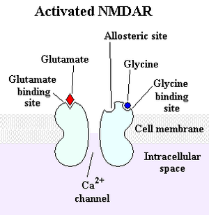 Activated NMDAR