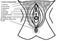 Schematic vulva anatomy.